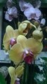 WP_20150305_19_47_39_Pro