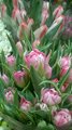 WP_20150305_19_43_38_Pro